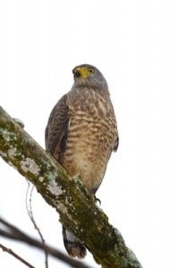 life insurance hawk watching dui